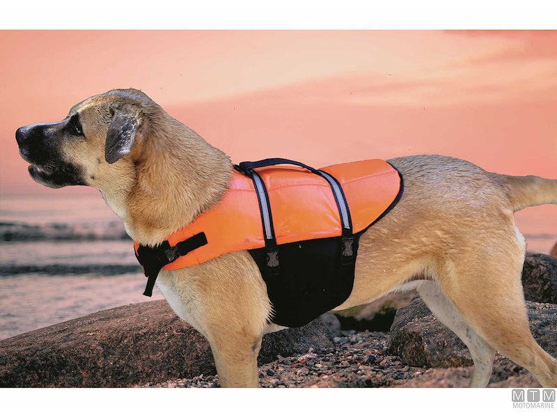 Cintura di Salvataggio Pet